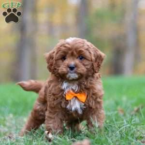 Peyton, Cavapoo Puppy